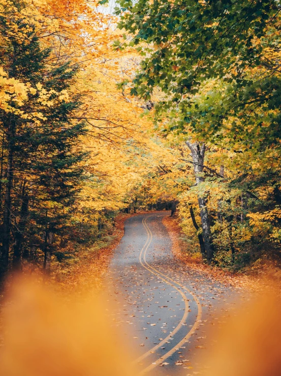 autumn trees lining the path of a road