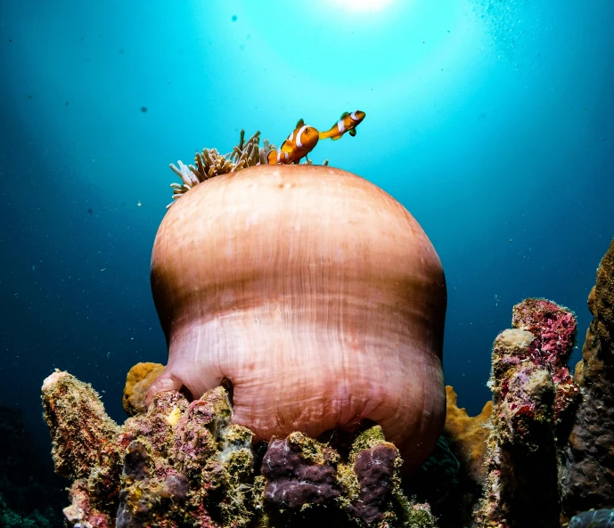 an underwater po of a clown fish on top of a jellyfish