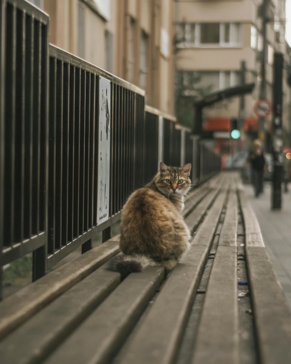 the cat is sitting outside on a bench