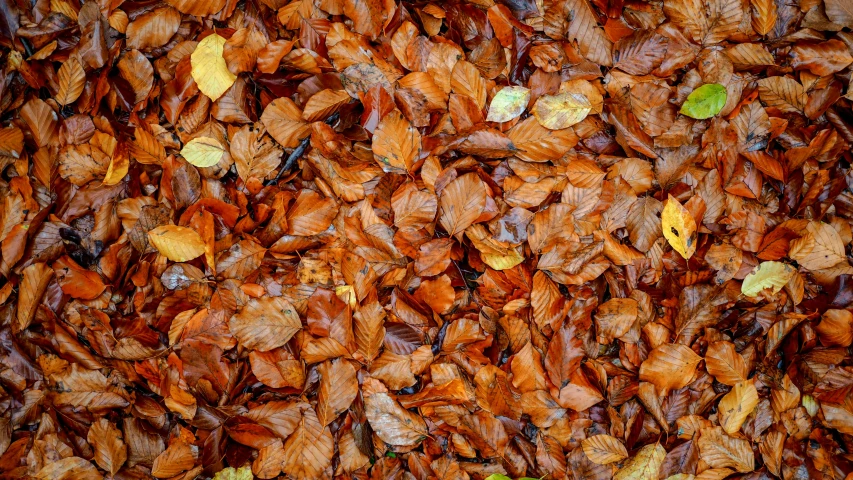 various colors of leaves that are on the ground