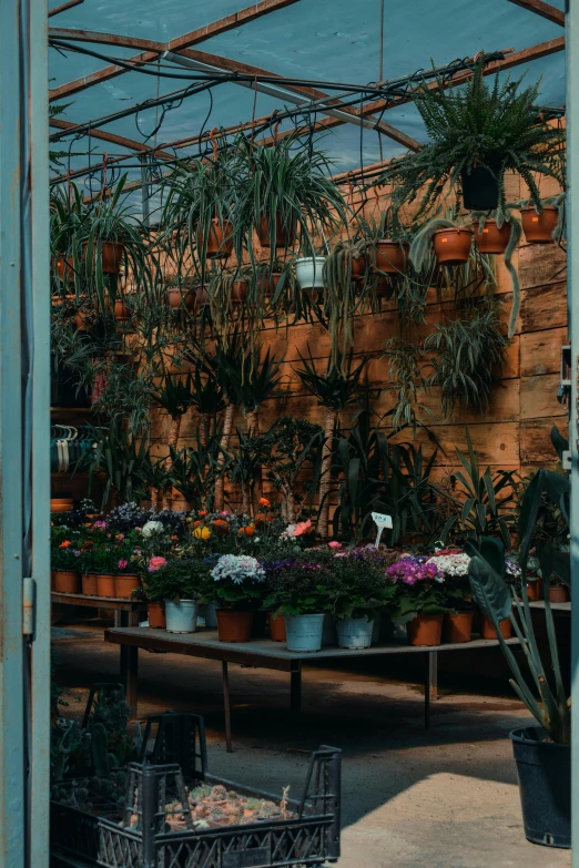 this is an image of a garden greenhouse with several plants growing in pots and on tables