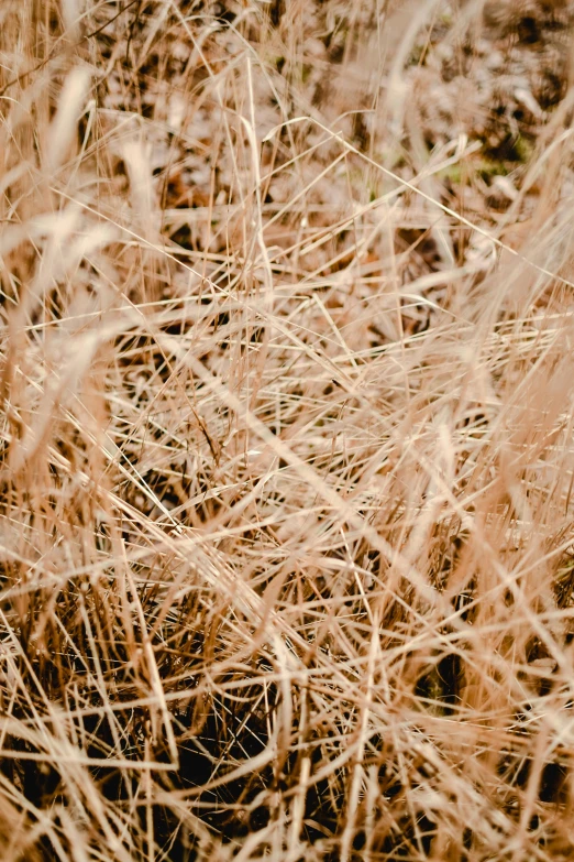 brown grass with white patches on it is shown