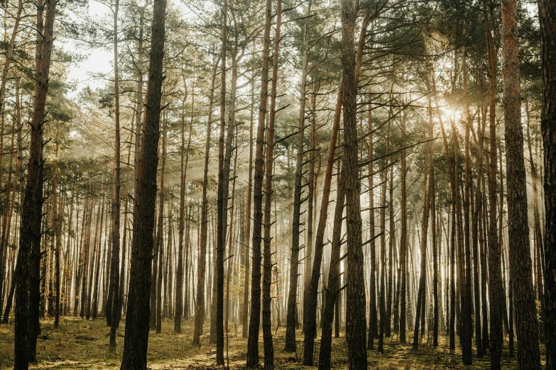 the sun shines through the trees in a wood