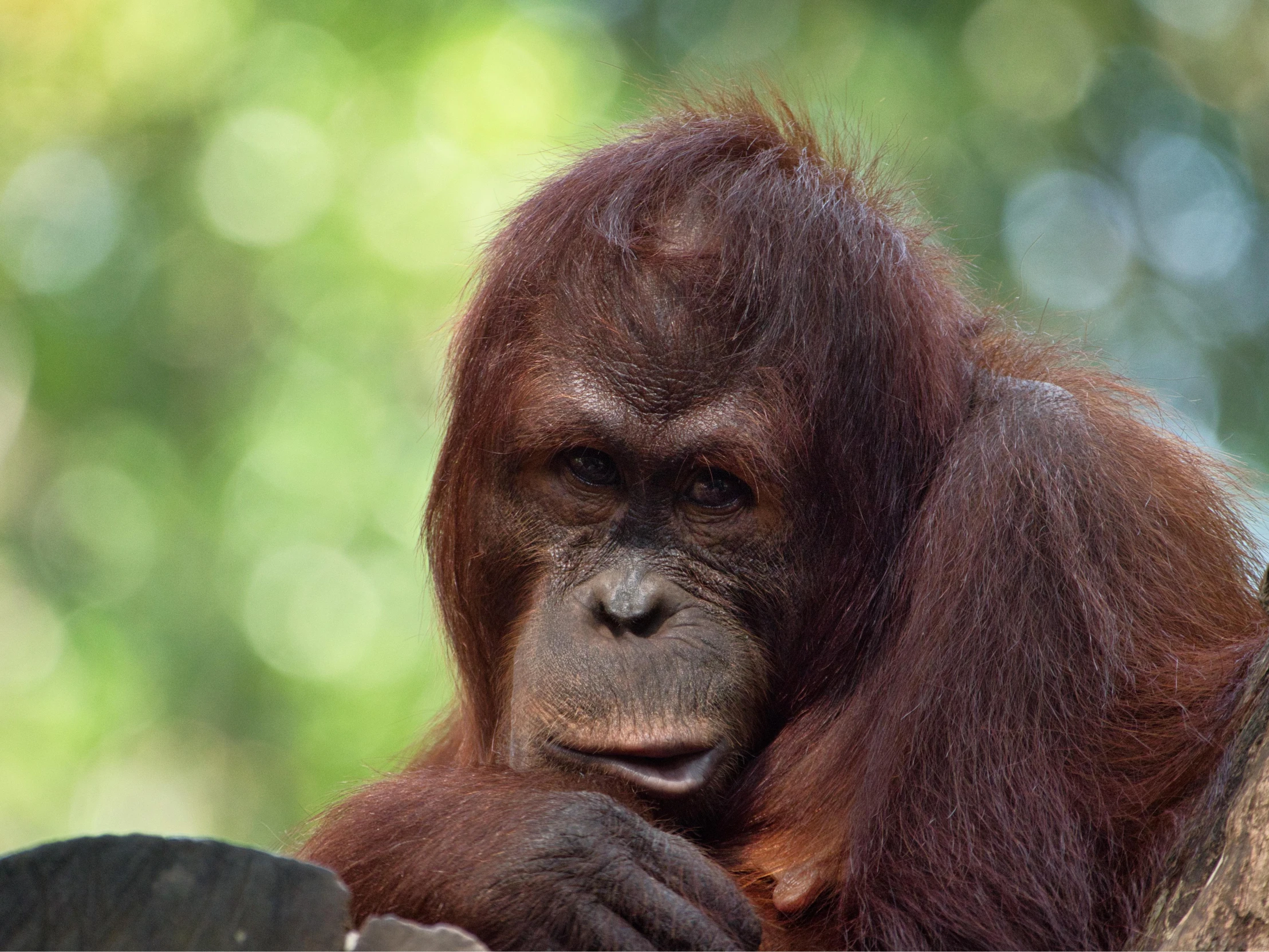 an adult oranguel sitting on a tree trunk