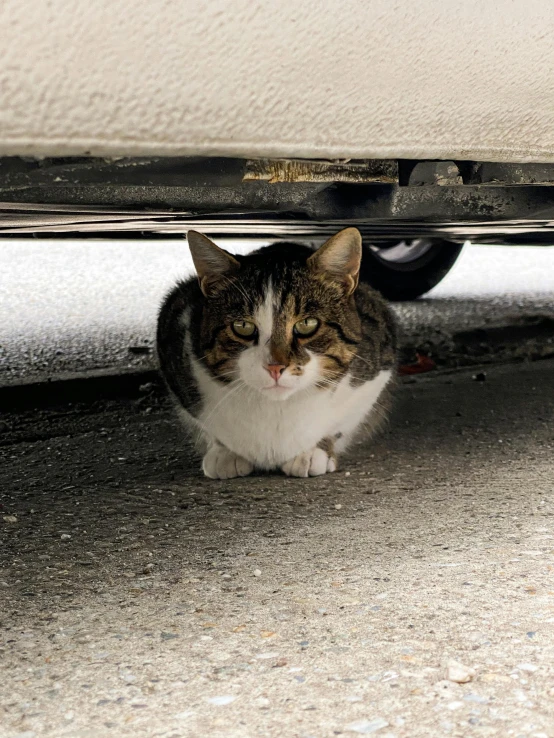 a cat sitting underneath the under of a car