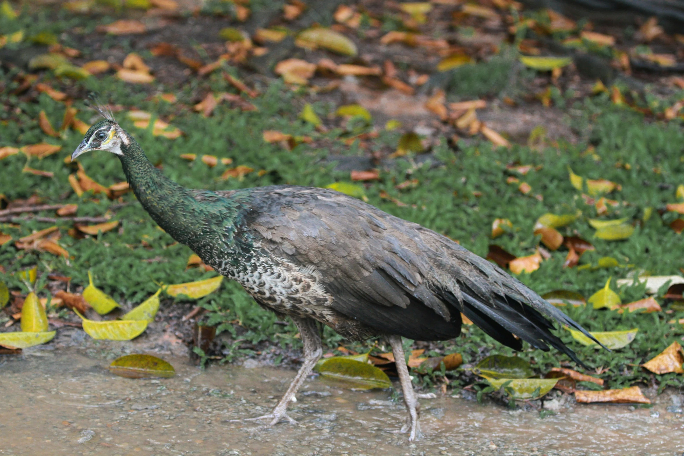 the green bird walks next to a wet dle