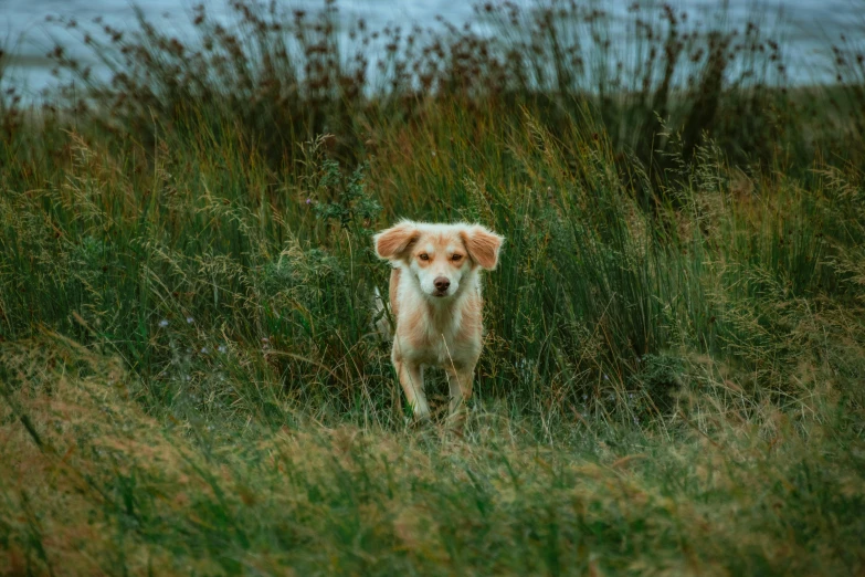 a brown dog standing in tall grass next to a body of water