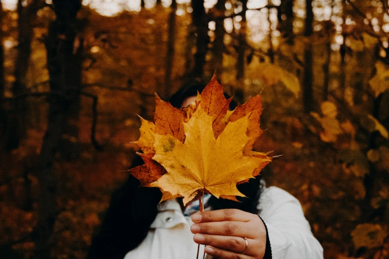 a person holding a leaf in front of the camera