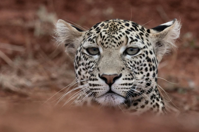 the front end of a leopard's face from behind