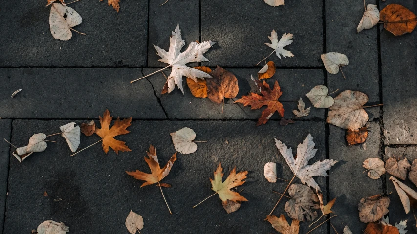 the ground with some leaves on it