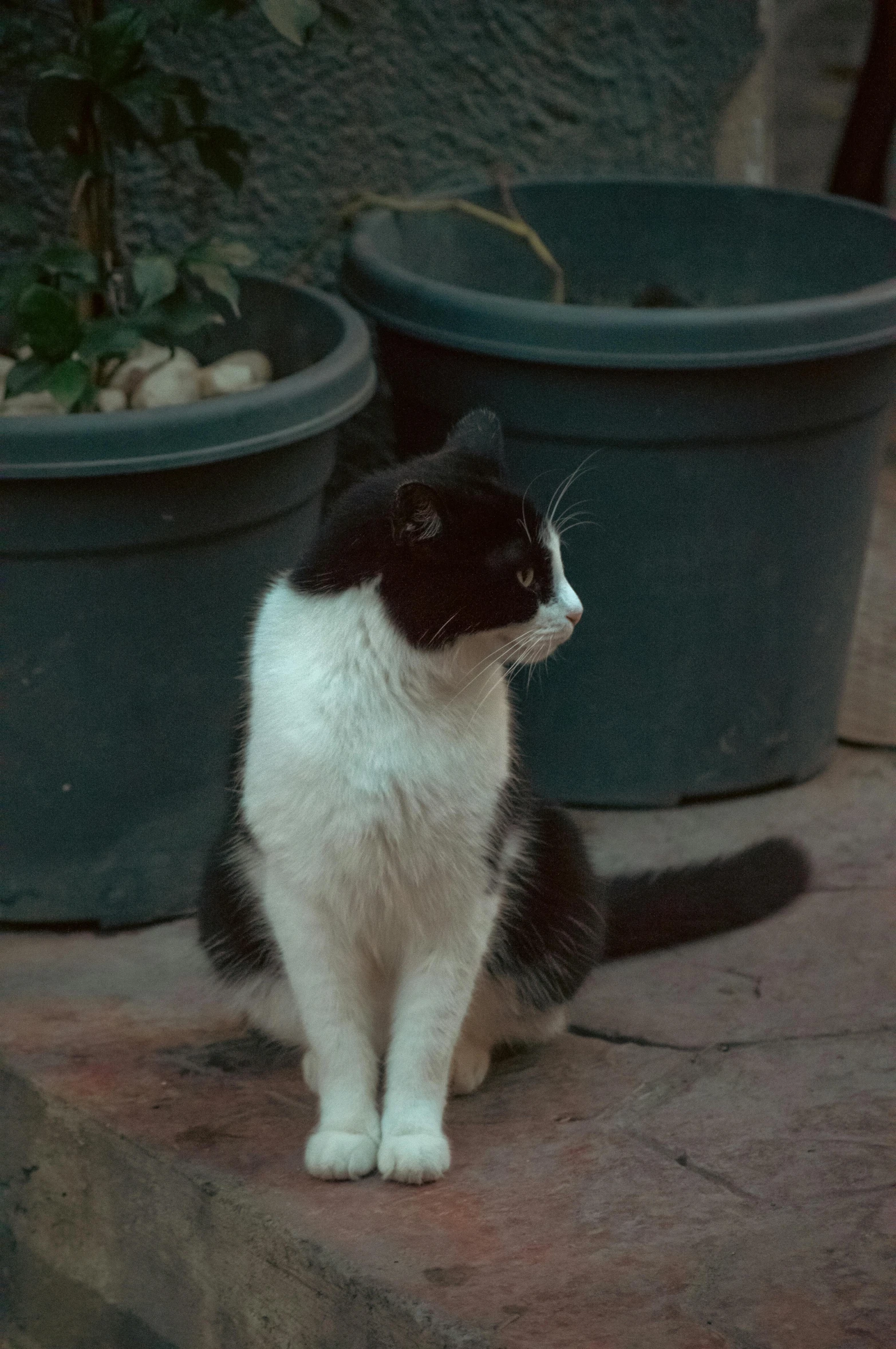 a cat sitting on the ground by some flower pots