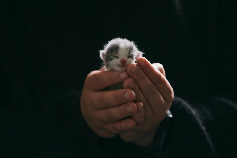 a person holding a little white animal in their hands