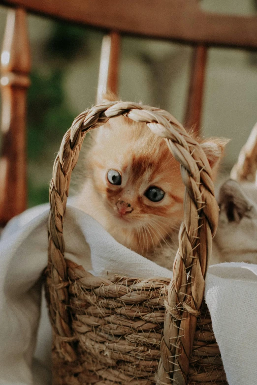 a little kitten that is laying down inside a basket