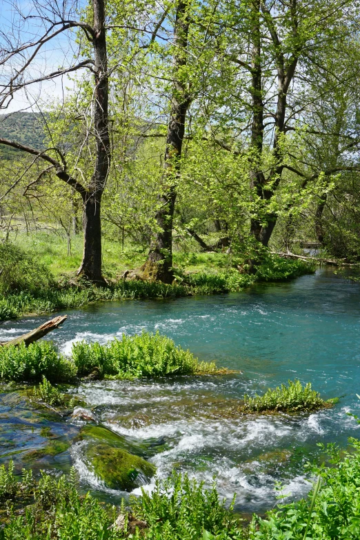 a stream runs through a valley with trees lining it