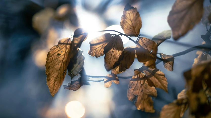 some very pretty leaves on a tree nch