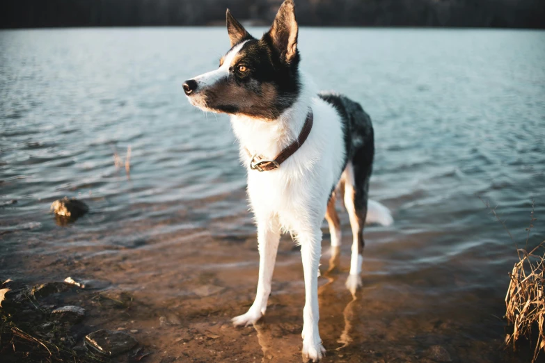 a dog standing in the water at the edge of the lake