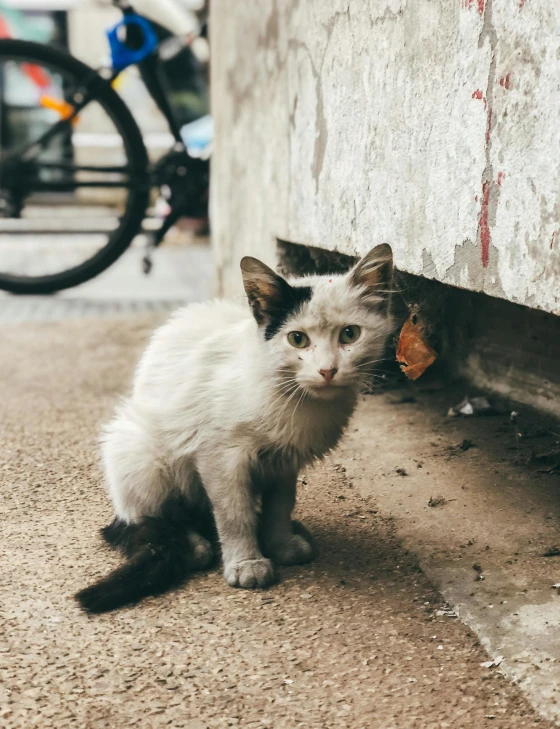 a small white kitten walking around a corner