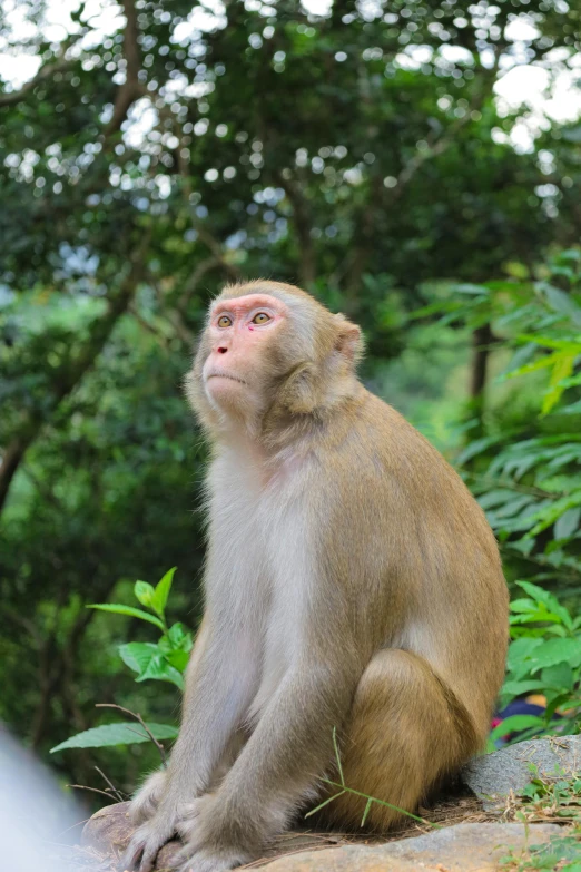 a monkey that is sitting on the ground