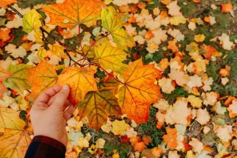 the leaves are on the ground in the fall