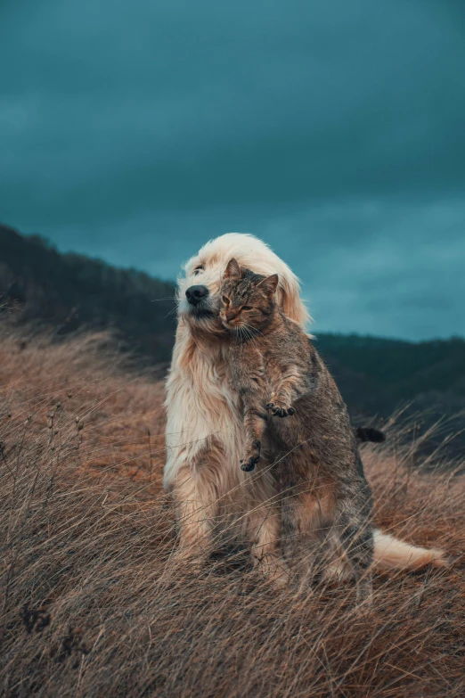 a furry dog with soing on his chest sits in a field