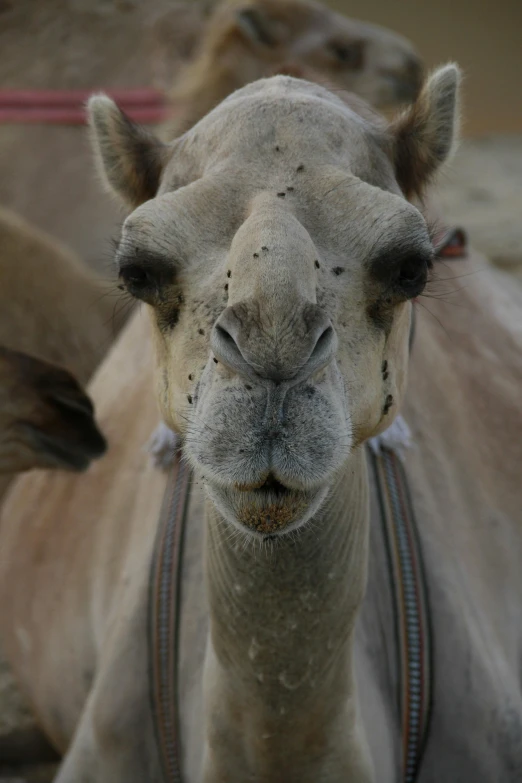 a close - up s of the face of a camel