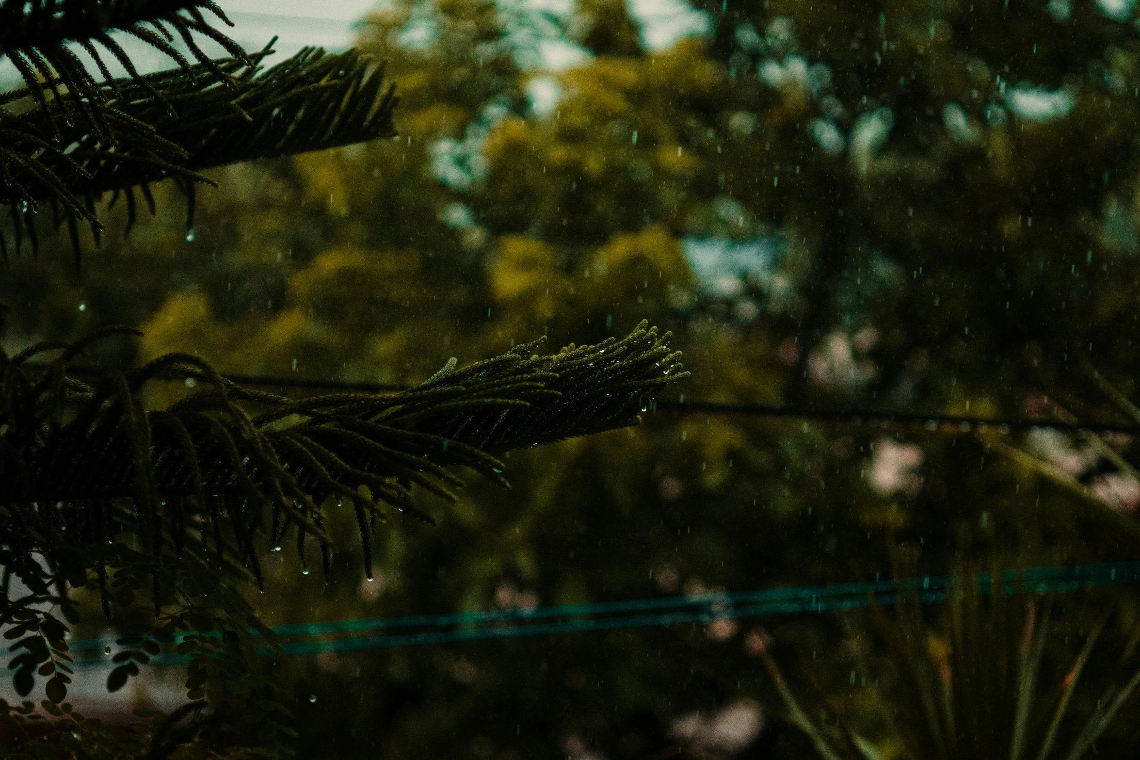 an outside tree covered with rain drops and a wire fence