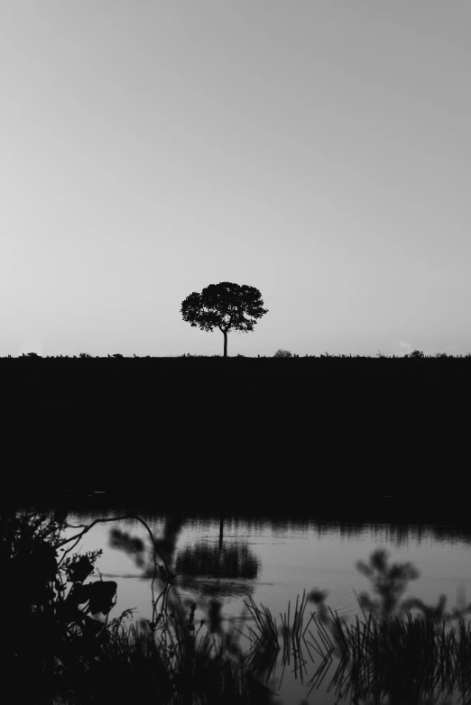 a tree stands on a grassy hill overlooking the water