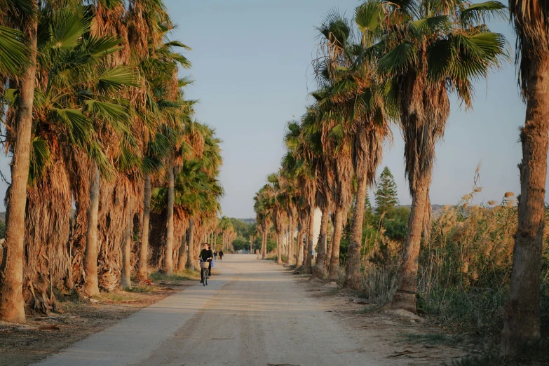 there is a dirt road that has palm trees lined along it