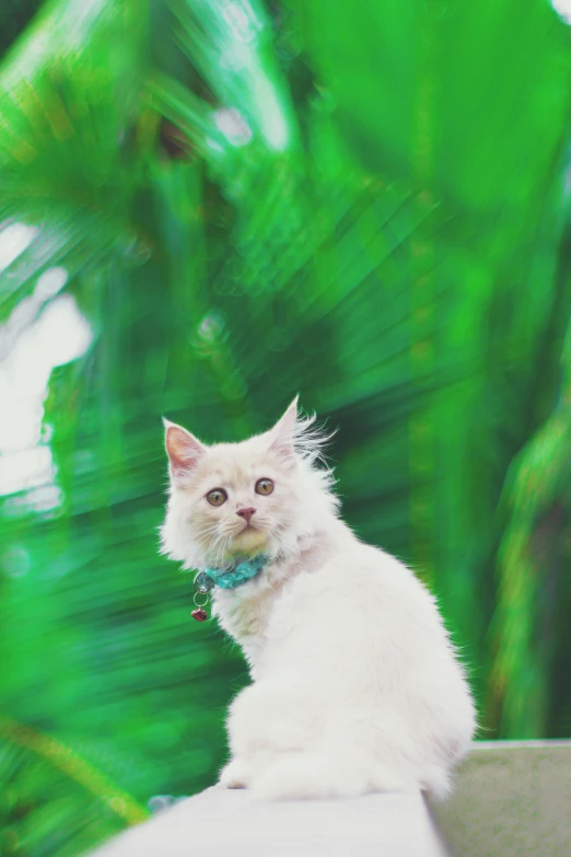 a white cat that is sitting on a table