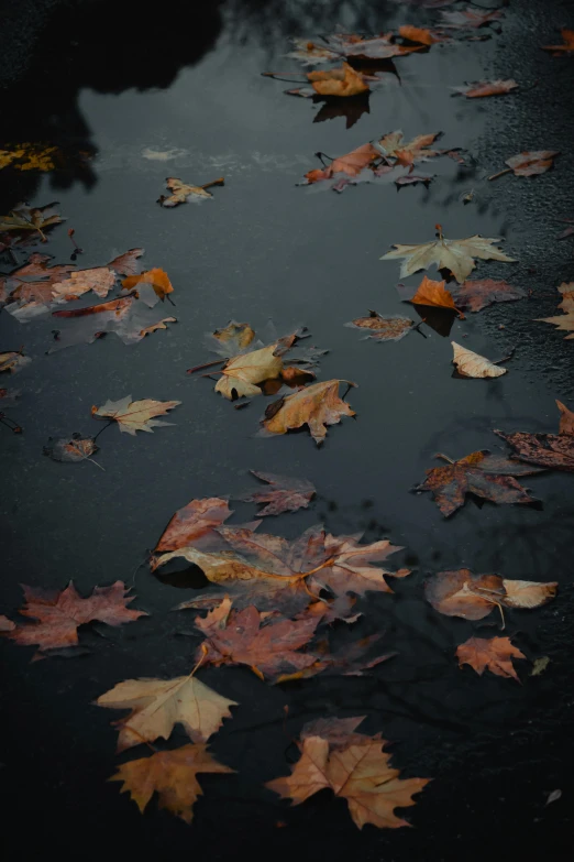 a bunch of leaves floating on the water