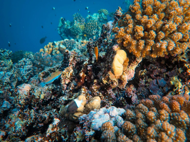 a coral that has been cut down by the sun