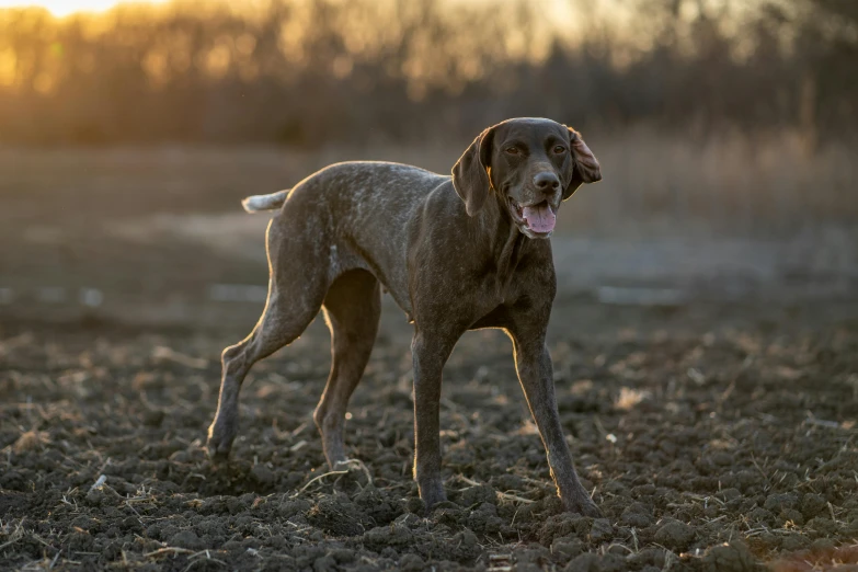a brown dog with its tongue out standing on a grass covered field