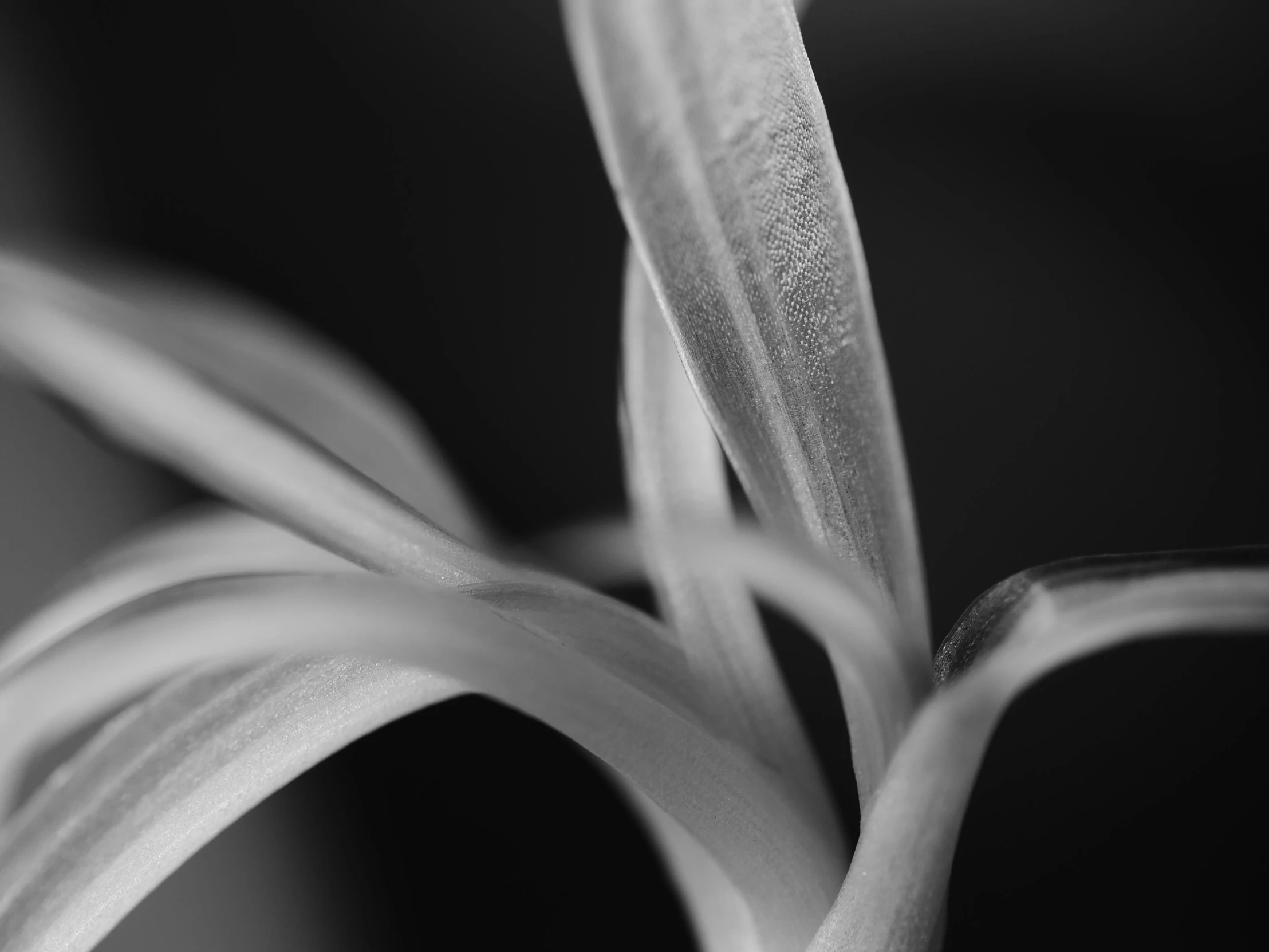 a black and white po of an orange flower