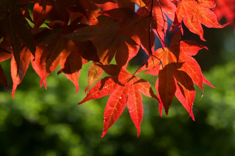 leaves hanging down, in front of trees