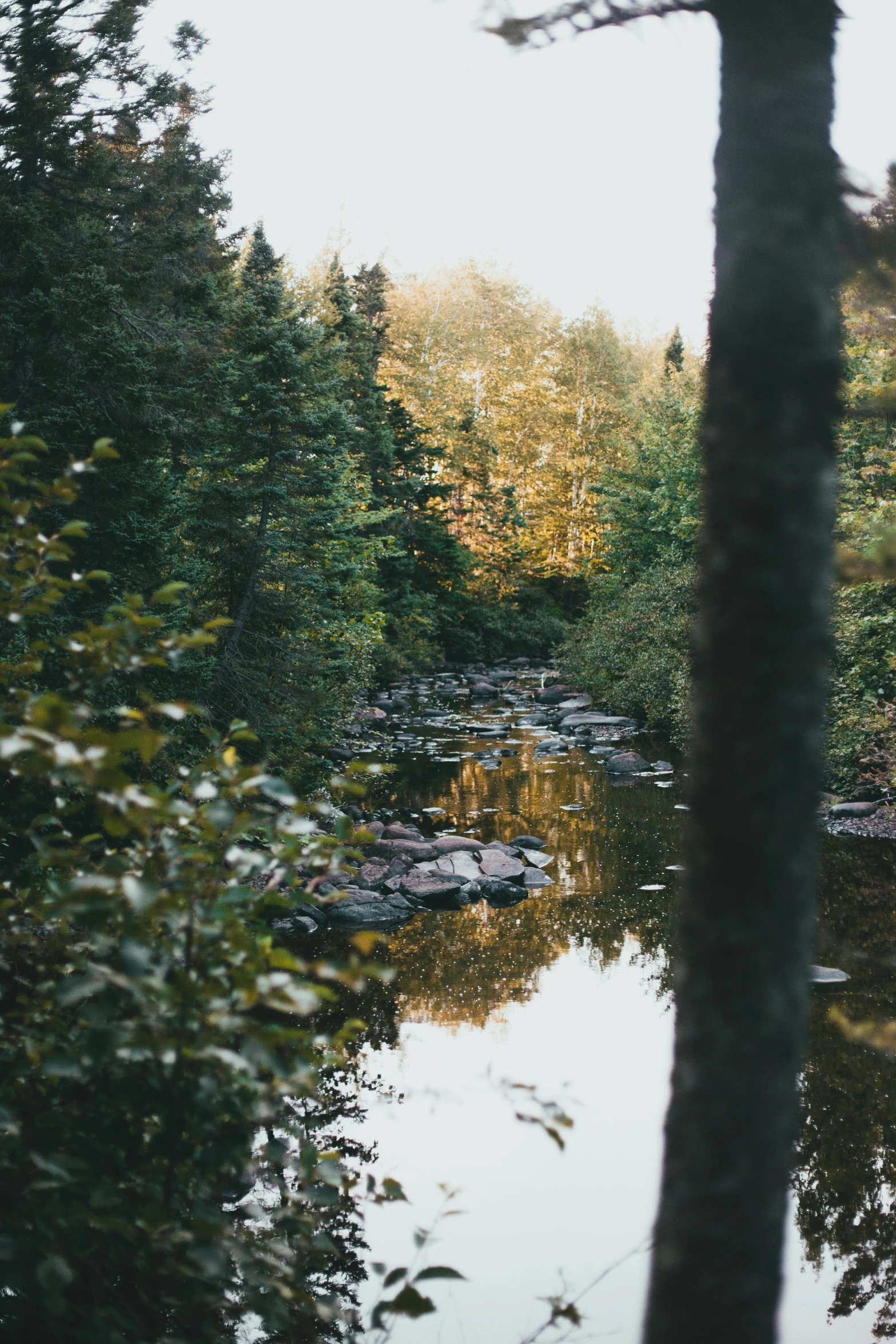 trees are reflected in the water and rocks