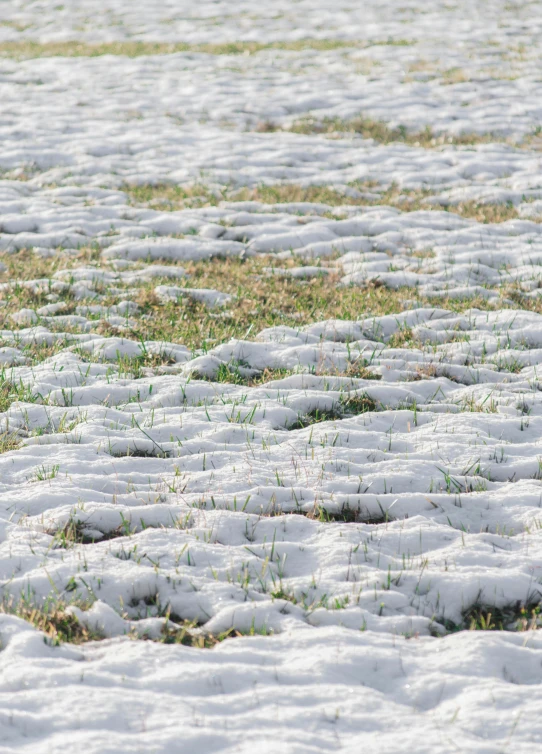 an image of some snow in the grass