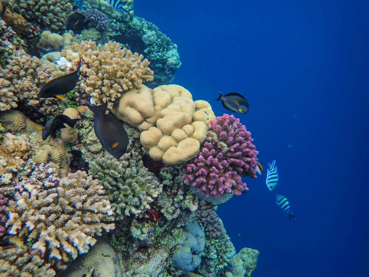 an image of sea life on the reef and on land