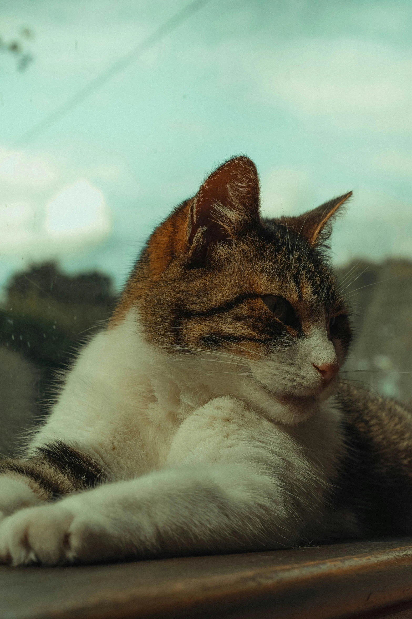 a cat laying down with it's eyes closed