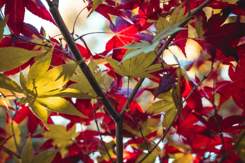 colorful leaves hang from a tree in autumn