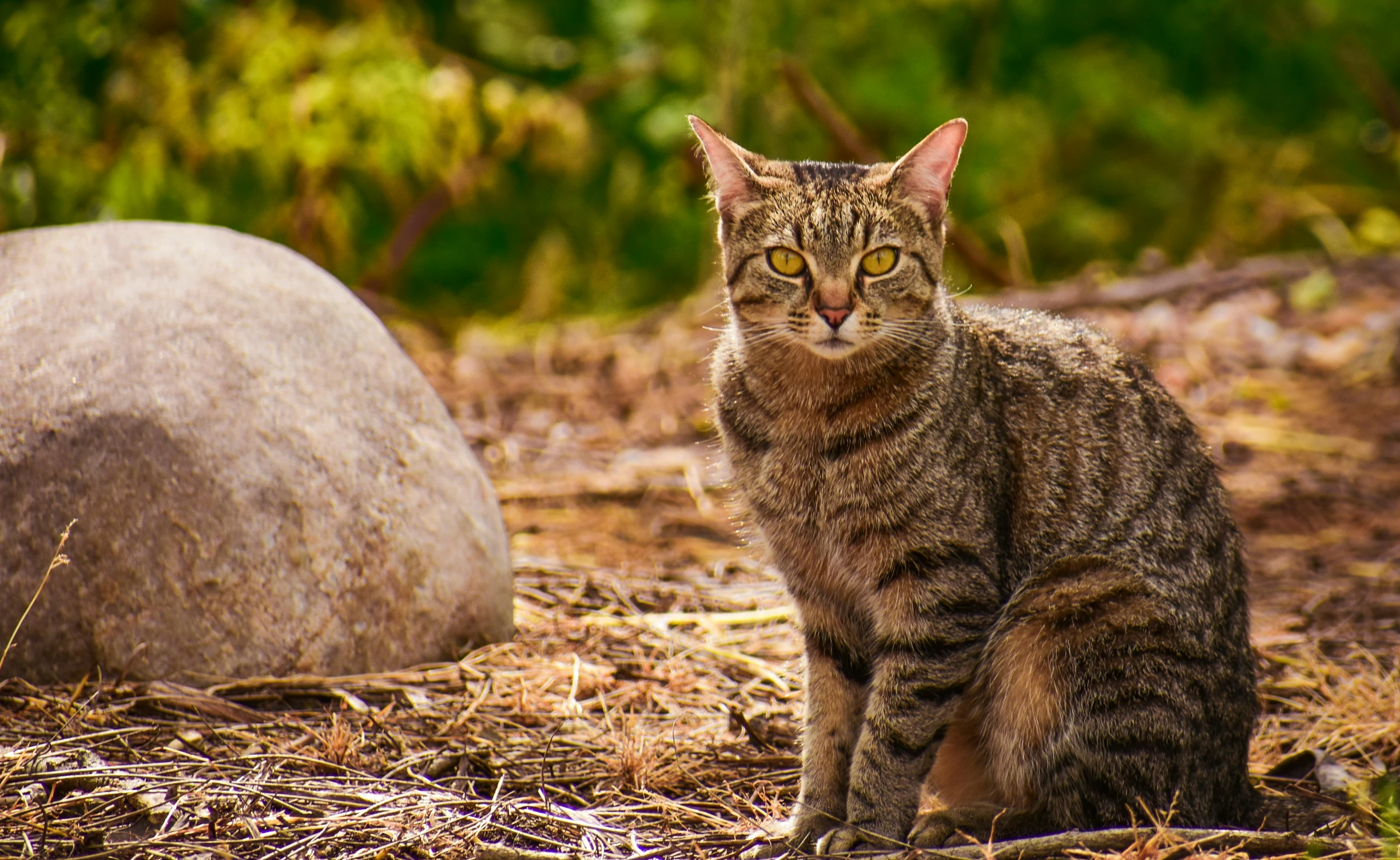 the cat is looking away from the camera