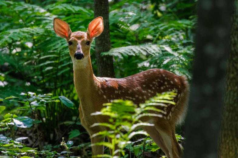 an orange head deer stands in front of a forest
