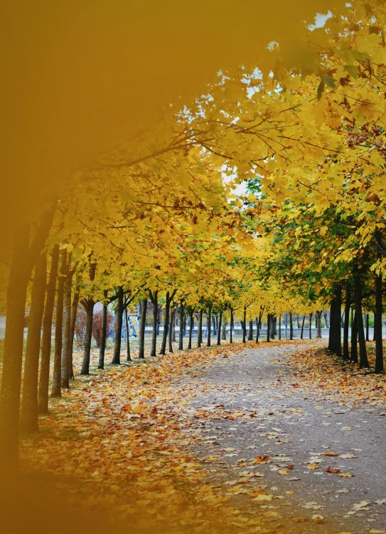 autumn leaves cover the ground as a road winds through a grove