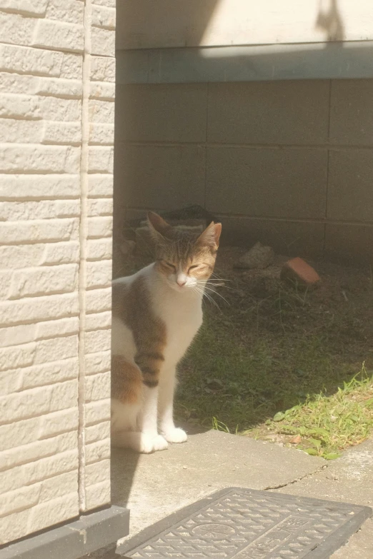 a cat is standing near the wall of a building