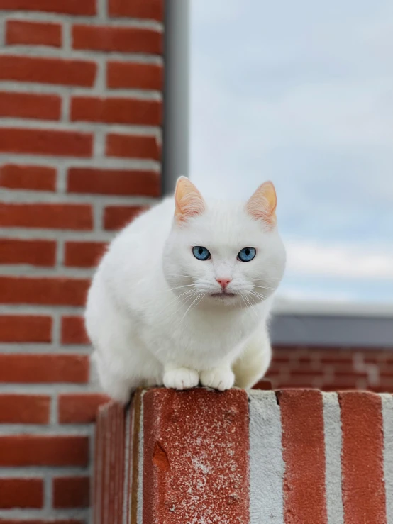 the cat has bright blue eyes sitting on a red brick wall