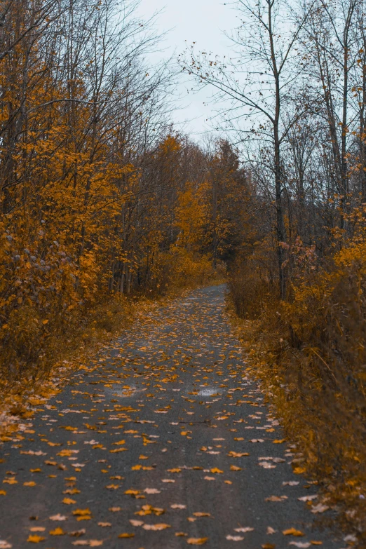 a narrow, leafy road between many trees