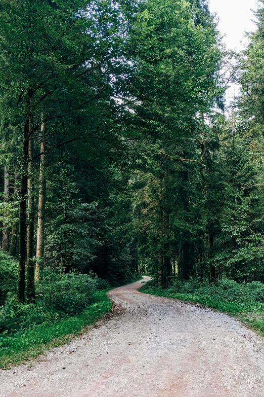 dirt road in between trees surrounded by grass