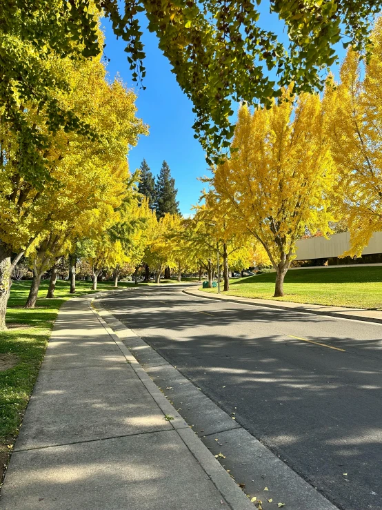 a long road lined with lots of leaves near a building