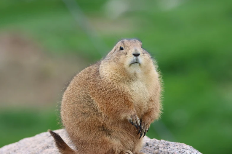 an animal that is on a large rock