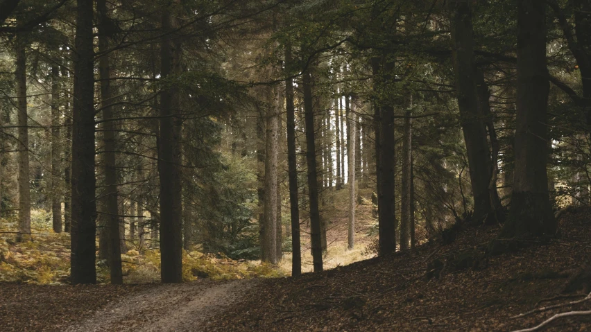 a dirt path winds through the tall trees