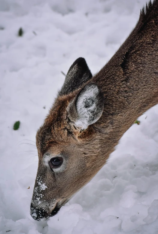 a deer is standing in snow eating food